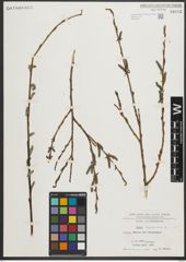 Foto von Salix purpurea L.